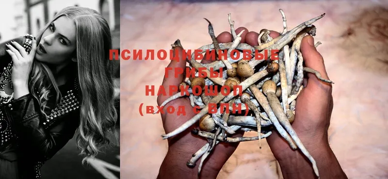 гидра как войти  Сим  Галлюциногенные грибы Psilocybe 